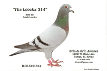 Guido Loockx